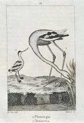 Flamingo at Avosetta, mula sa A History of the Earth and Animated Nature, London 1816 (copper plate engraving)finn