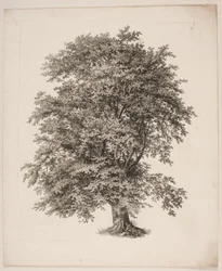 "Studies after Nature with Regard to Landscape Drawing by S.H. Petersen", nro 2