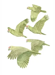 Costa Rica Red Lored Parrots, 2019 (grafiittikynä ja digitaalinen)
