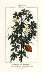 Afrikkalainen kurkku, Momordica balsamina