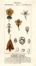 Afrikkalainen kurkku, Momordica balsamina
