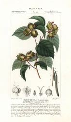 Amerikkalainen hasselpähkinä, Corylus americana