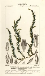 Antifever fontinalis sammal, Fontinalis antipyretica
