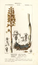 Linnunpesäorkidea, Neottia nidus-ampiainen