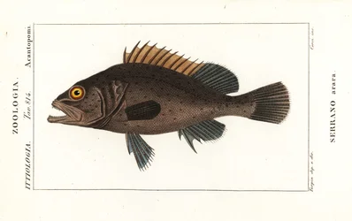 Mustakiviahven, Mycteroperca bonaci