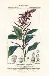 Verinen amarantti