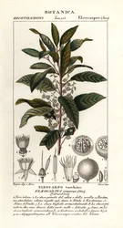 Mustikkatuhka, Elaeocarpus cyaneus