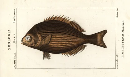 Messinkimäinen turppu, Kyphosus vaigiensis