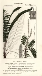 Harjas saniainen, Trichomanes botryoides