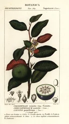 Kainiitti, Chrysophyllum cainite