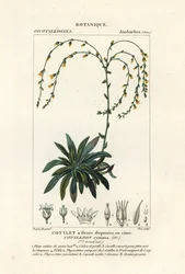 Kanjoni elää ikuisesti,, Dudleya cymosa
