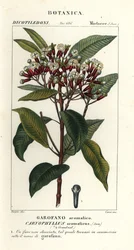 Neilikka, Syzygium aromaticum