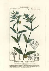 Karkea sinkweed, Opercularia aspera