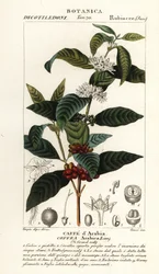 Kahvi, Coffea arabica, Caffe d’Arabia