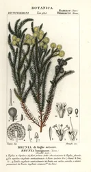 Harvinainen puuvillapensas, Berzelia lanuginosa