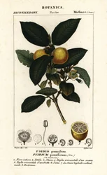 Tavallinen guava, Psidium guajava