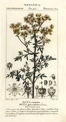 Tavallinen rue tai armonyrtti, Ruta graveolens