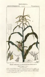 Maissi tai maissi, Zea mays