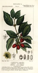 Korneolikirsikka, Cornus mas
