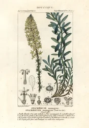 Kermaiset kynttilät, Stackhousia monogyna