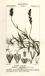 Kihara mesquite, Hilaria cenchroides