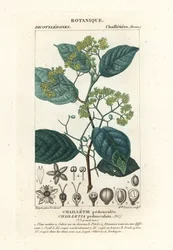 Dichapetalum kantainen