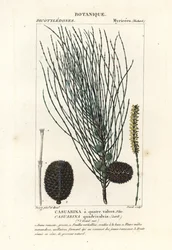 Riippuva tammi, Allocasuarina verticillata