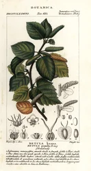 Kääpiökoivu, Betula pumila