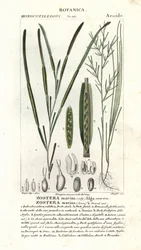 Ankeriasruoho tai merihaara, Zostera marina