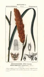 Eriochrysis cayannensis, trooppinen amerikkalainen ruoho