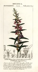 Eurooppalainen irtosauva, Lythrum virgatum