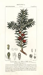 Euroopan marjakuusi, Taxus baccata