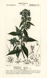 Valeviululehti, Hydrolea spinosa