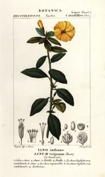 Ranskan pellava, Linum trigynum