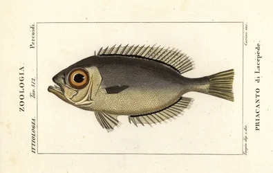 Silmäsilmät, Heteropriacanthus cruentatus
