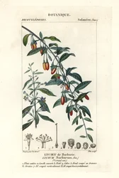 Goji-marja, Lycium barrum