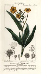 Keihäsjuuri, Ranunculus lingua