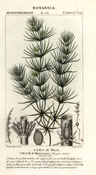 Vihreälevä, Chara hydensis