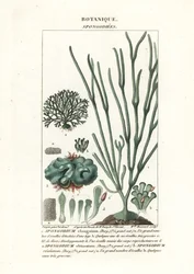 Viherlevä Spongodium-lajit