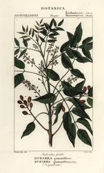 Gumbo-limbo, Bursera simaruba