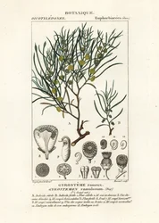Gyrostemon ramulosus puu