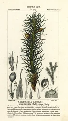 Hallerin omena sammal, Bartramia halleriana