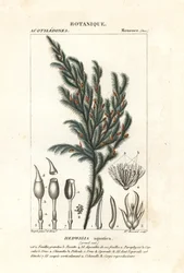 Hedwigia aquatica sammal