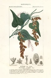 Himber-puu, Rajania cordata