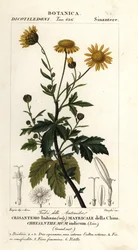 Intialainen krysanteemi, Chrysanthemum indicum