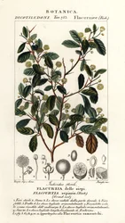 Intialainen luumu, Flacourtia indica
