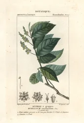 Rautapuu, Homalium clusterumus