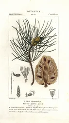 Italialainen kivimänty, Pinus pinea