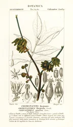 Japanilainen maustepippuri, Chimonanthus praecox