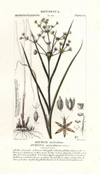 Yhteinen kiire, Juncus articulatus